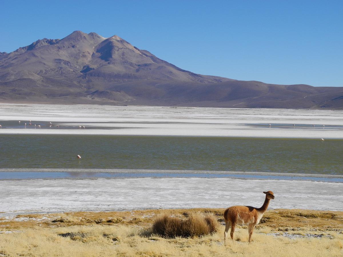 Hostal Vientos Del Altiplano Putre Eksteriør bilde